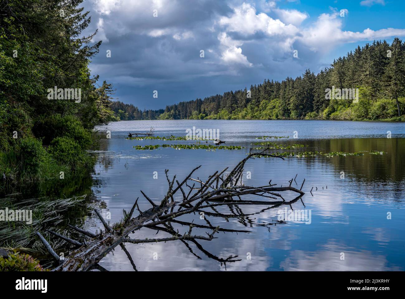 Coffenbury Lake produces placid reflections at Fort Stevens State Park in Oregon; Astoria, Oregon, United States of America Stock Photo