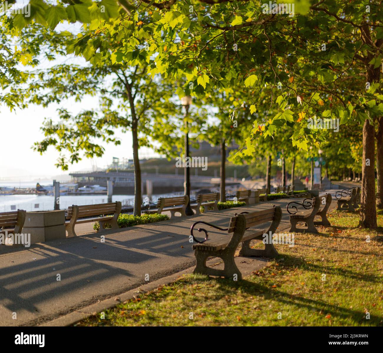 Benches sit under full trees along a trail in a waterfront park at sunset; Vancouver, British Columbia, Canada Stock Photo