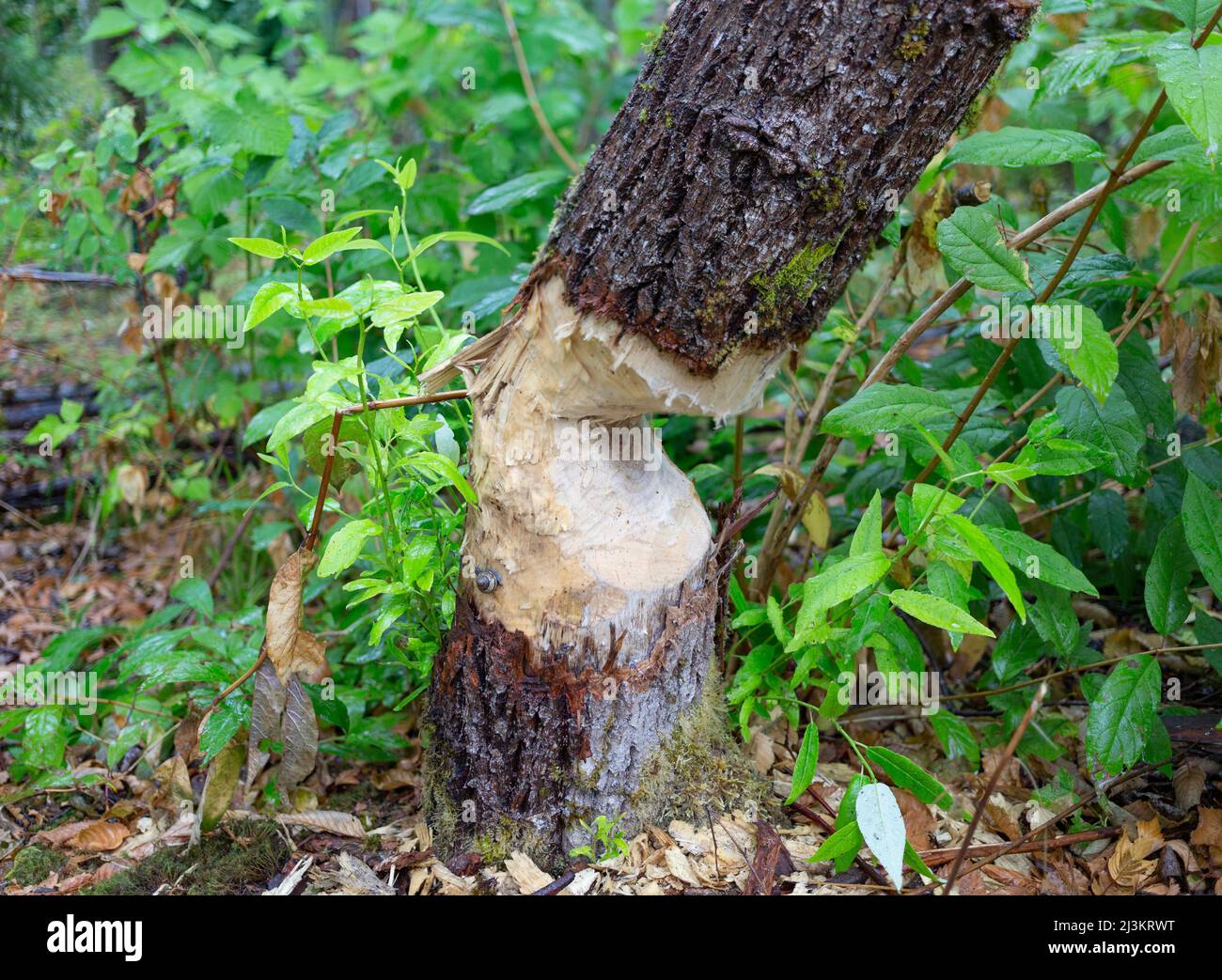 Tree trunk chewed by a beaver in Green Timbers Urban Forest; Surrey, British Columbia, Canada Stock Photo