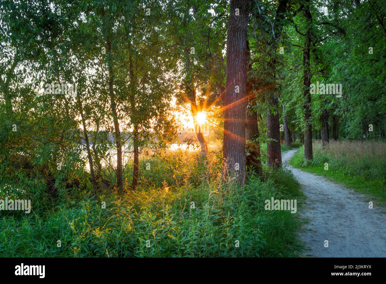 Sunburst through the trees in the forest of Fraser's Grove Park along Red River; Winnipeg, Manitoba, Canada Stock Photo