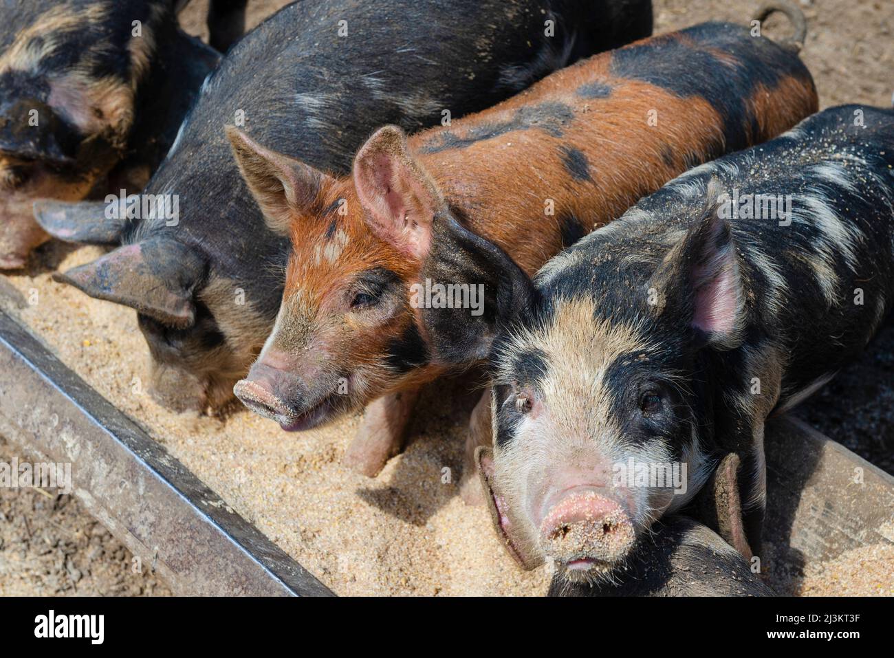 Five piglets (Sus domesticus) standing in a row feeding at a trough at Upper Canada Village; Morrisburg, Ontario, Canada Stock Photo