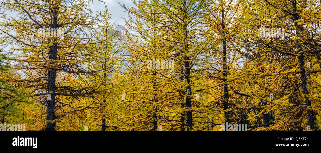 Golden larch trees in Larch Valley in Banff National Park; Alberta