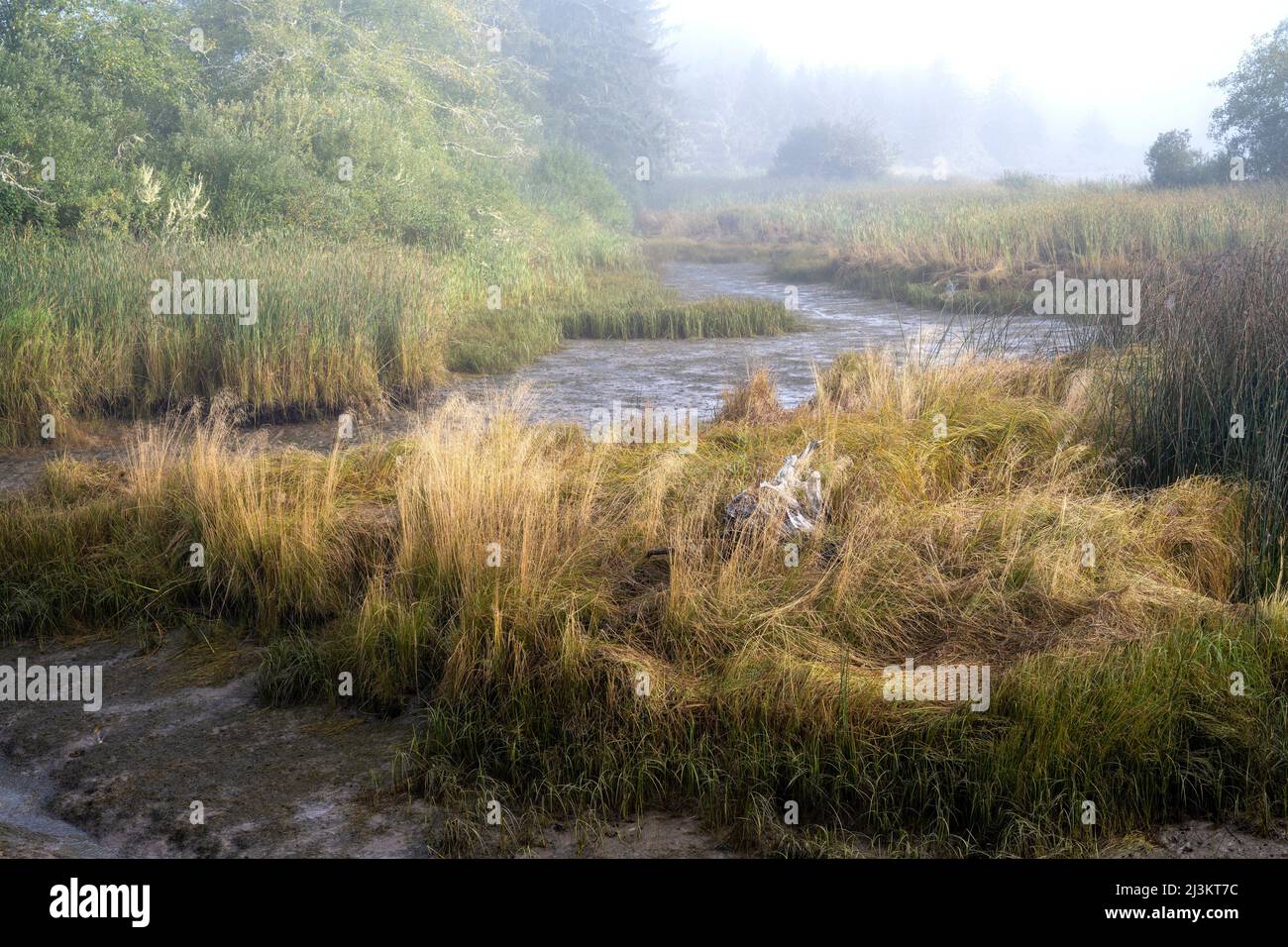 Grass grows in a marsh at Lewis and Clark National Historical Park, near Astoria, Oregon, USA; Oregon, United States of America Stock Photo