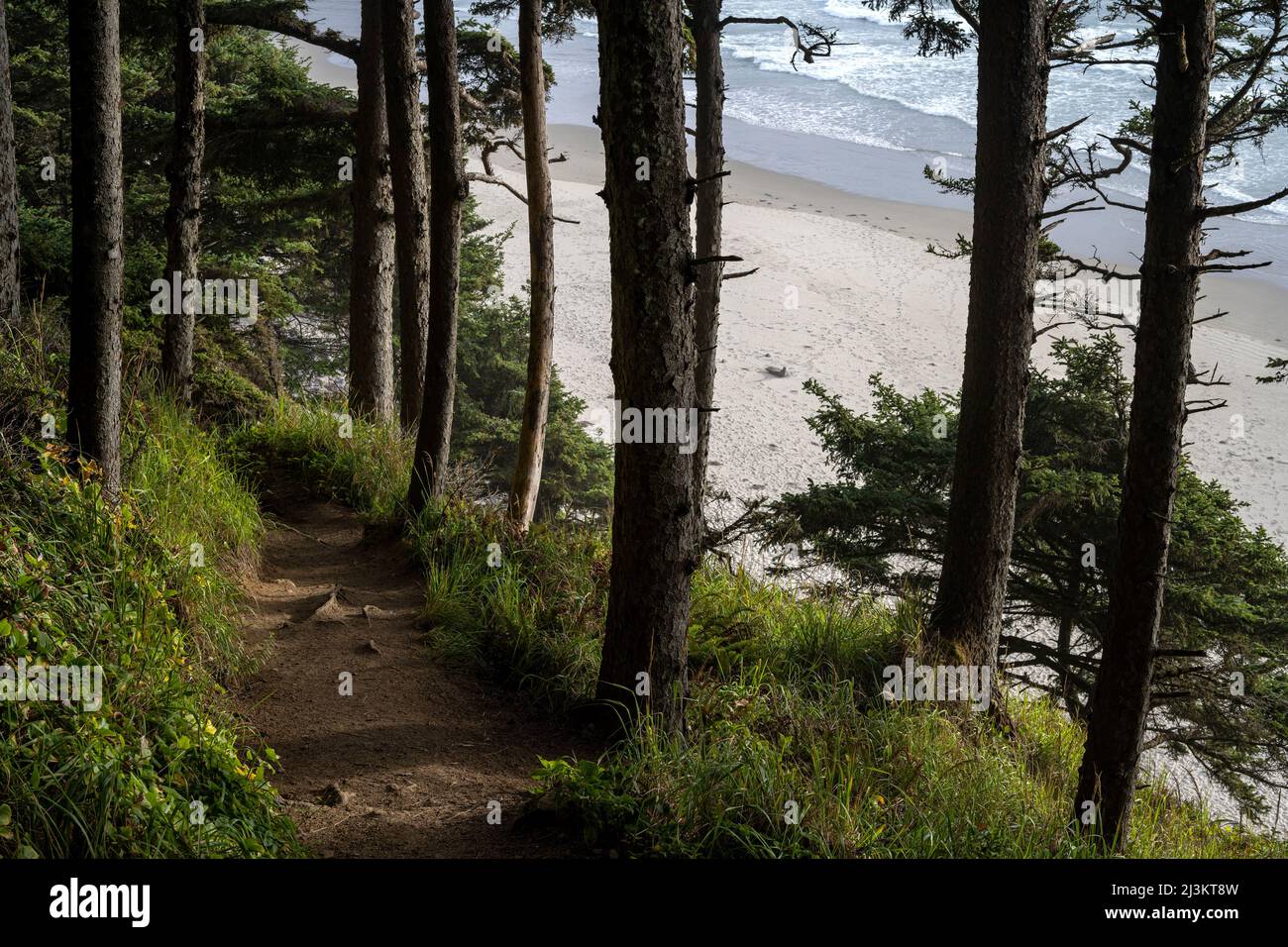 A popular trail leads to Crescent Beach at Ecola State Park on the Oregon Coast; Cannon Beach, Oregon, United States of America Stock Photo