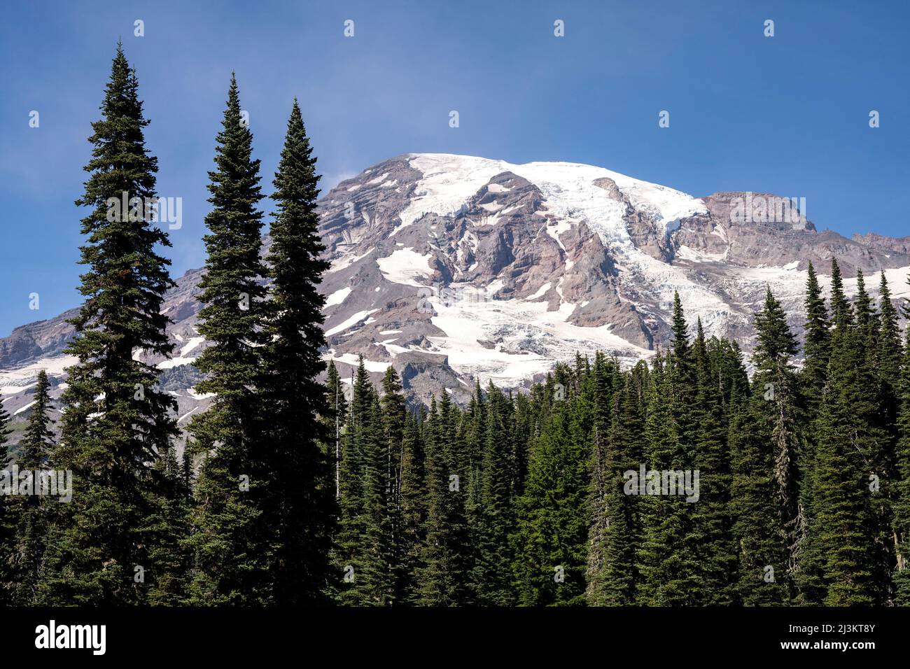 Fir trees grow on the slopes of Mount Rainier, Mount Rainier National Park; Longmire, Washington, United States of America Stock Photo