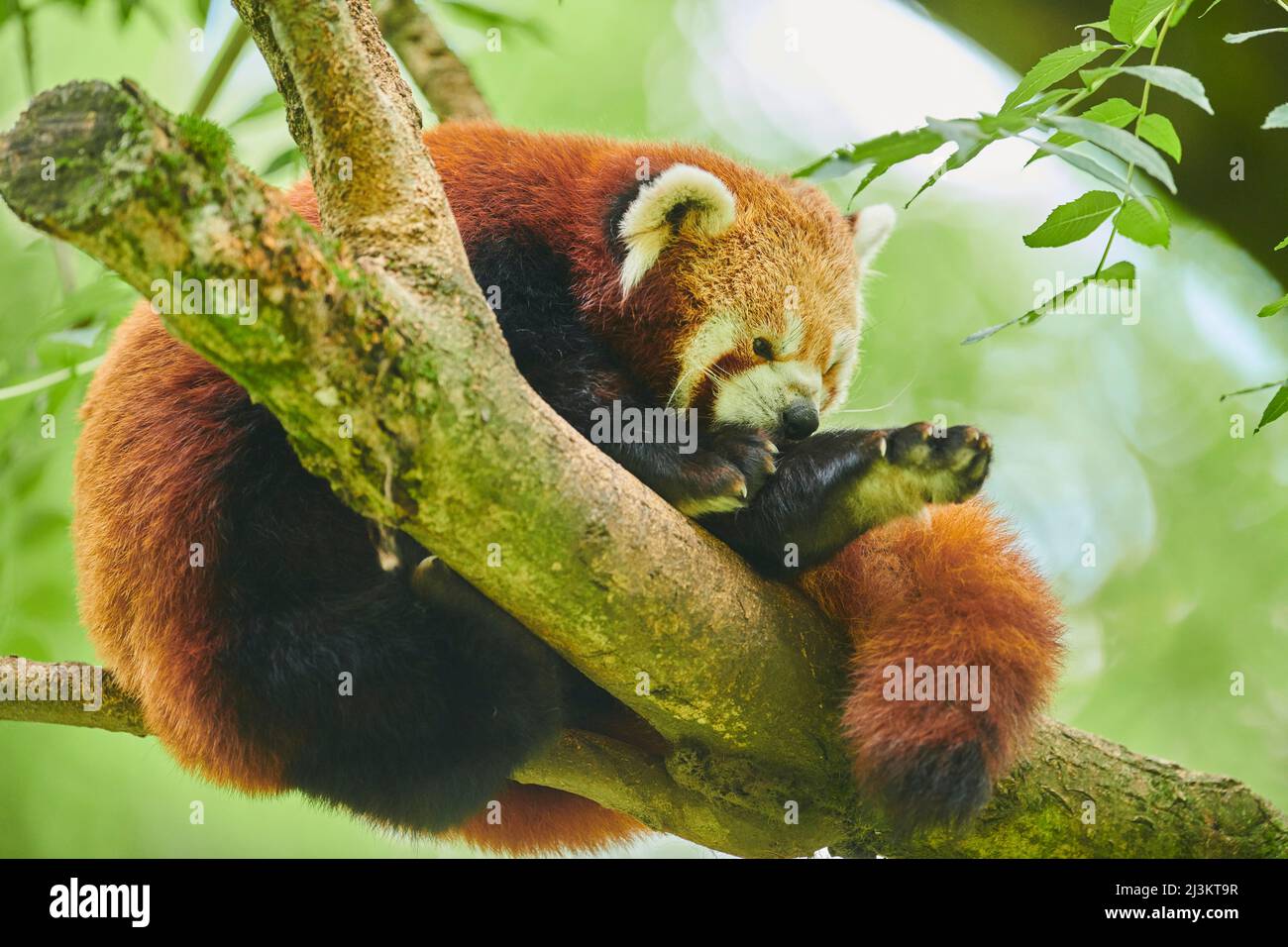 Red panda (Ailurus fulgens) sitting in a tree, captive; Czech Republic Stock Photo