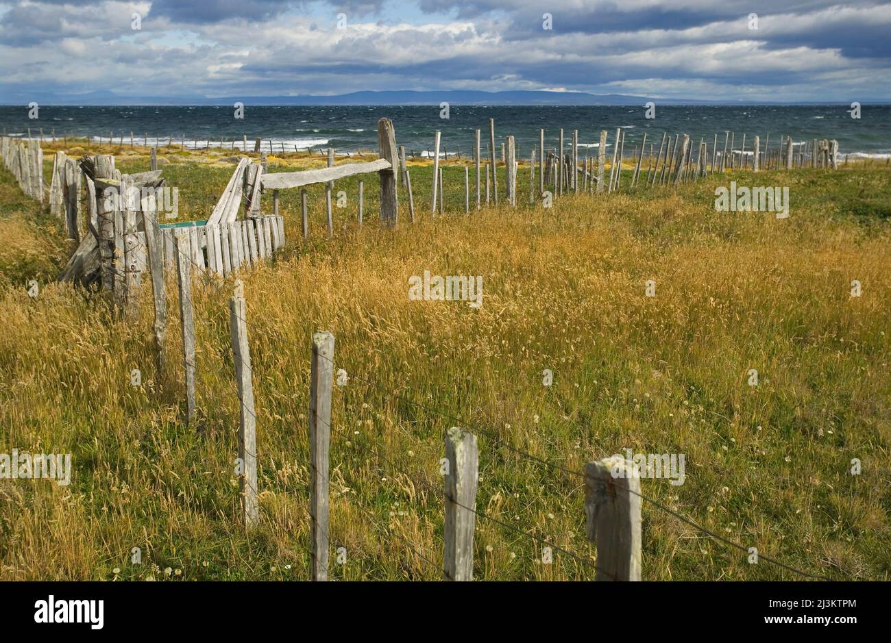Grass, wildflowers and fence posts along the coast on Seno Otway, near Punta Arenas, Chile; Patagonia, Chile Stock Photo