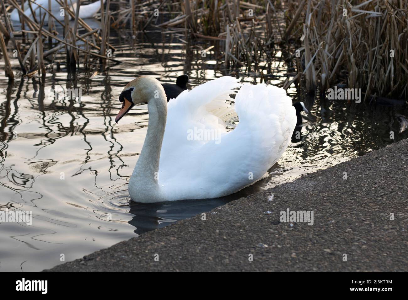Swan swimming in pond Stock Photo - Alamy