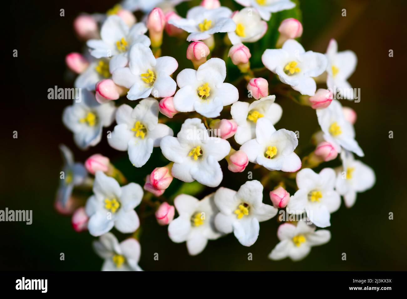 Daphne plant in bloom; Oregon, United States of America Stock Photo