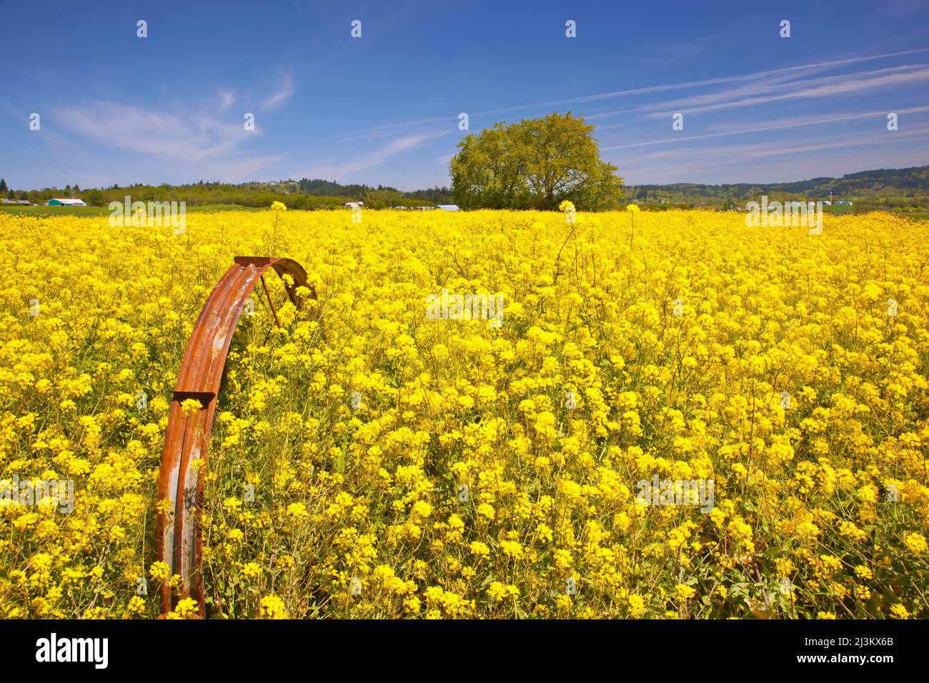 Mustard field in bloom in springtime on a bright, sunny day; Oregon