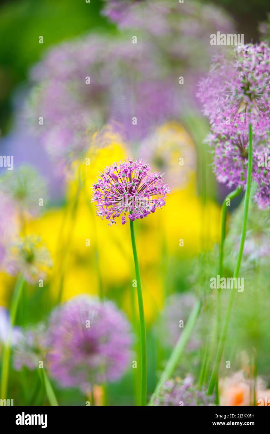 Delicate flowers in bloom in a garden of vibrant colours, Schreiner's Iris Gardens; Salem