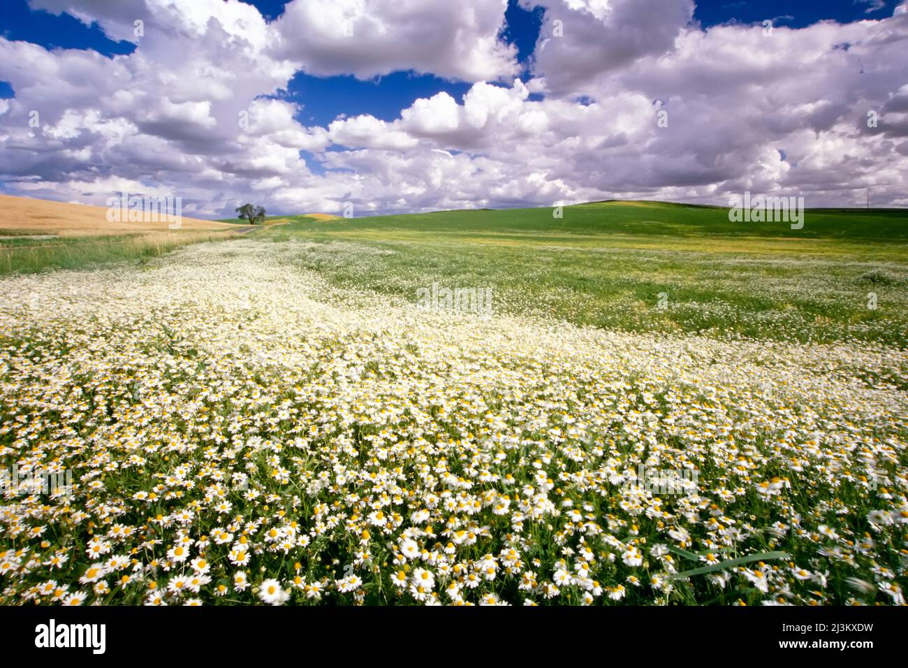 Daisy field under a cloudfilled sky; Washington, United States of