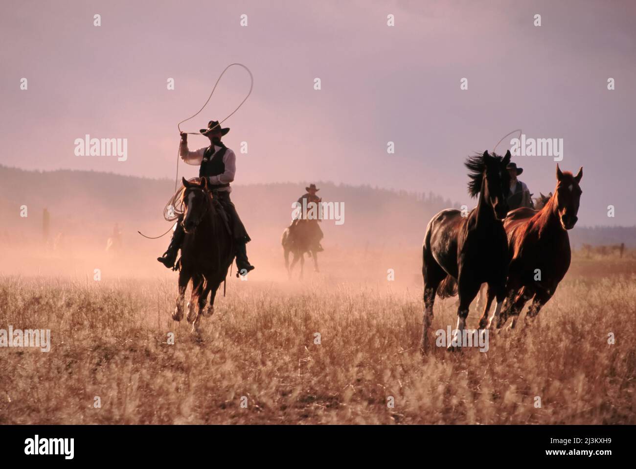 Cowboys roping on horseback; Seneca, Oregon, United States of America Stock Photo
