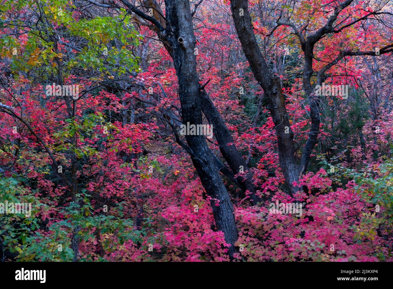 Brilliant autumn colours on trees in a woodland; Richland, Utah, United States of America Stock Photo