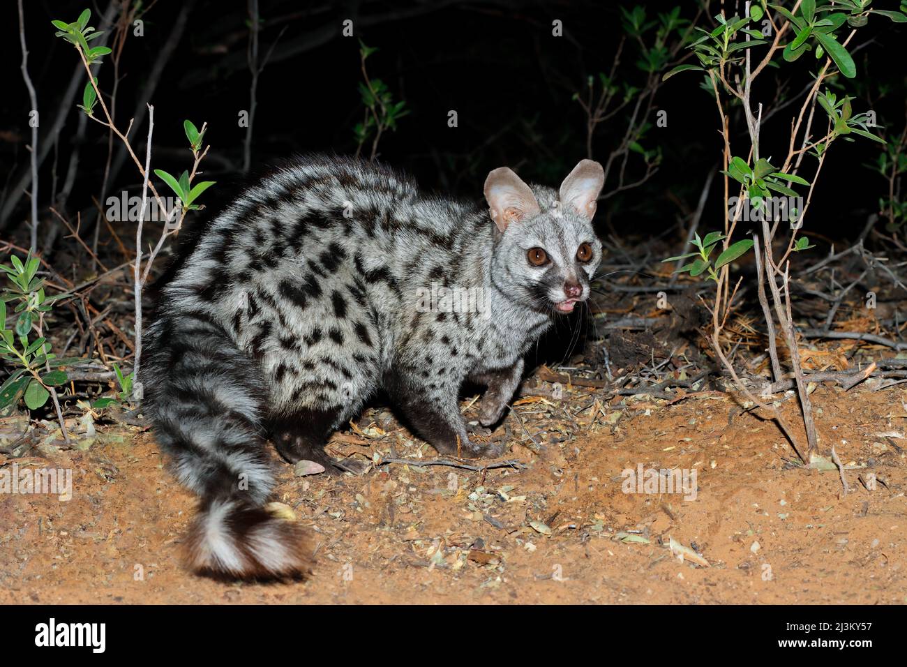 Nocturnal large-spotted genet (Genetta tigrina) in natural habitat, South Africa Stock Photo