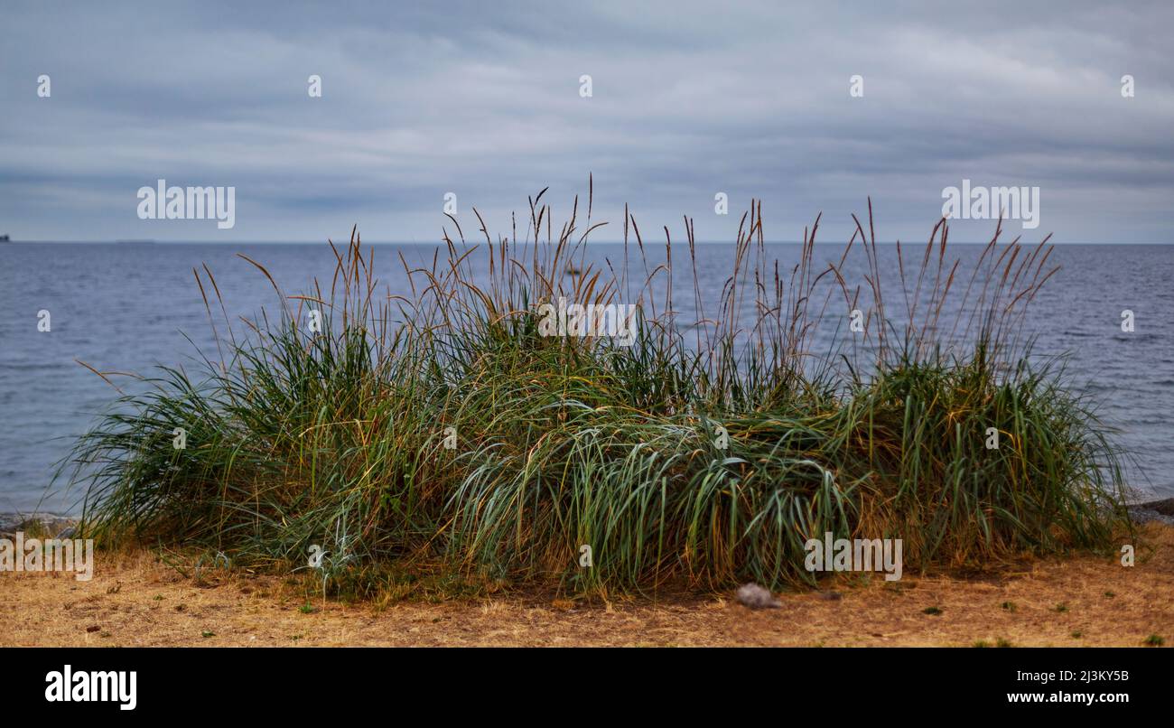 Cluster of beach grasses growing on the shore along the water's edge of the Sunshine Coast; British Columbia, Canada Stock Photo