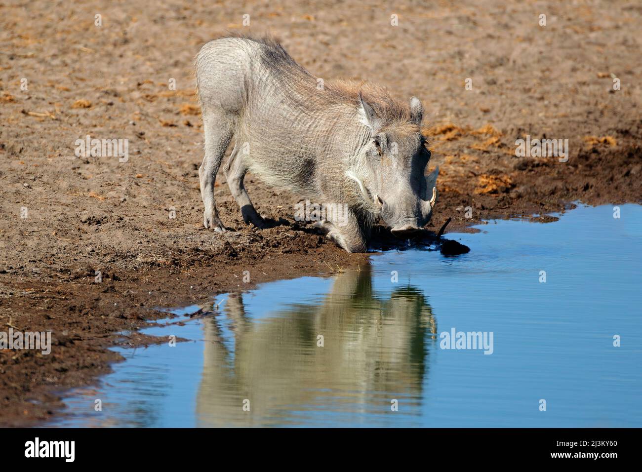 https://c8.alamy.com/comp/2J3KY60/a-warthog-phacochoerus-africanus-drinking-at-a-waterhole-etosha-national-park-namibia-2J3KY60.jpg