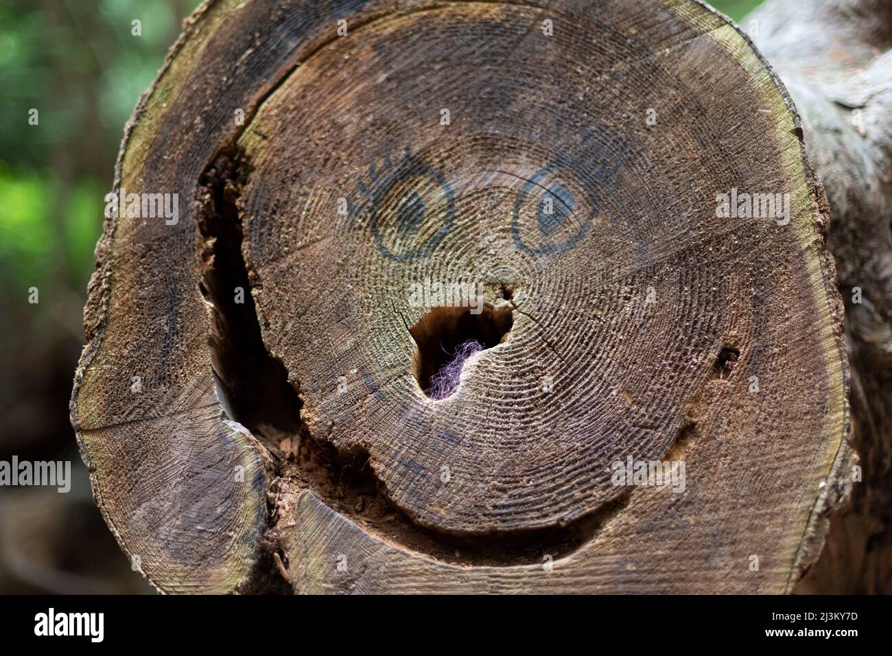 Eyes drawn with marker on the end of a cut log with holes to resemble a happy face, Smuggler Cove Marine Provincial Park; British Columbia, Canada Stock Photo