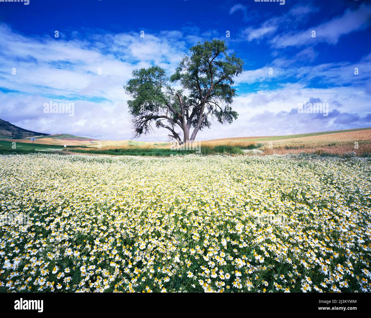 Daisy field under a cloudfilled sky; Washington, United States of