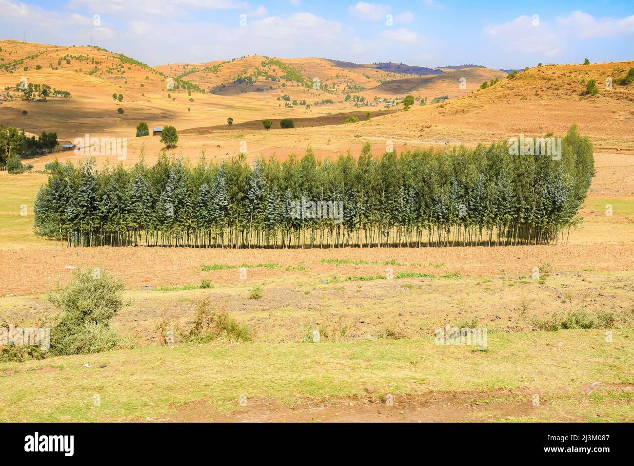 Stand of Eucalyptus trees; Ethiopia Stock Photo Alamy