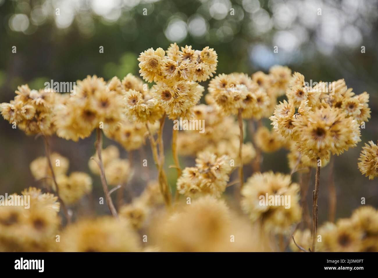 Mediterranean strawflower, curry plant, or eternal flower (Helichrysum stoechas) seeds; Catalonia, Spain Stock Photo
