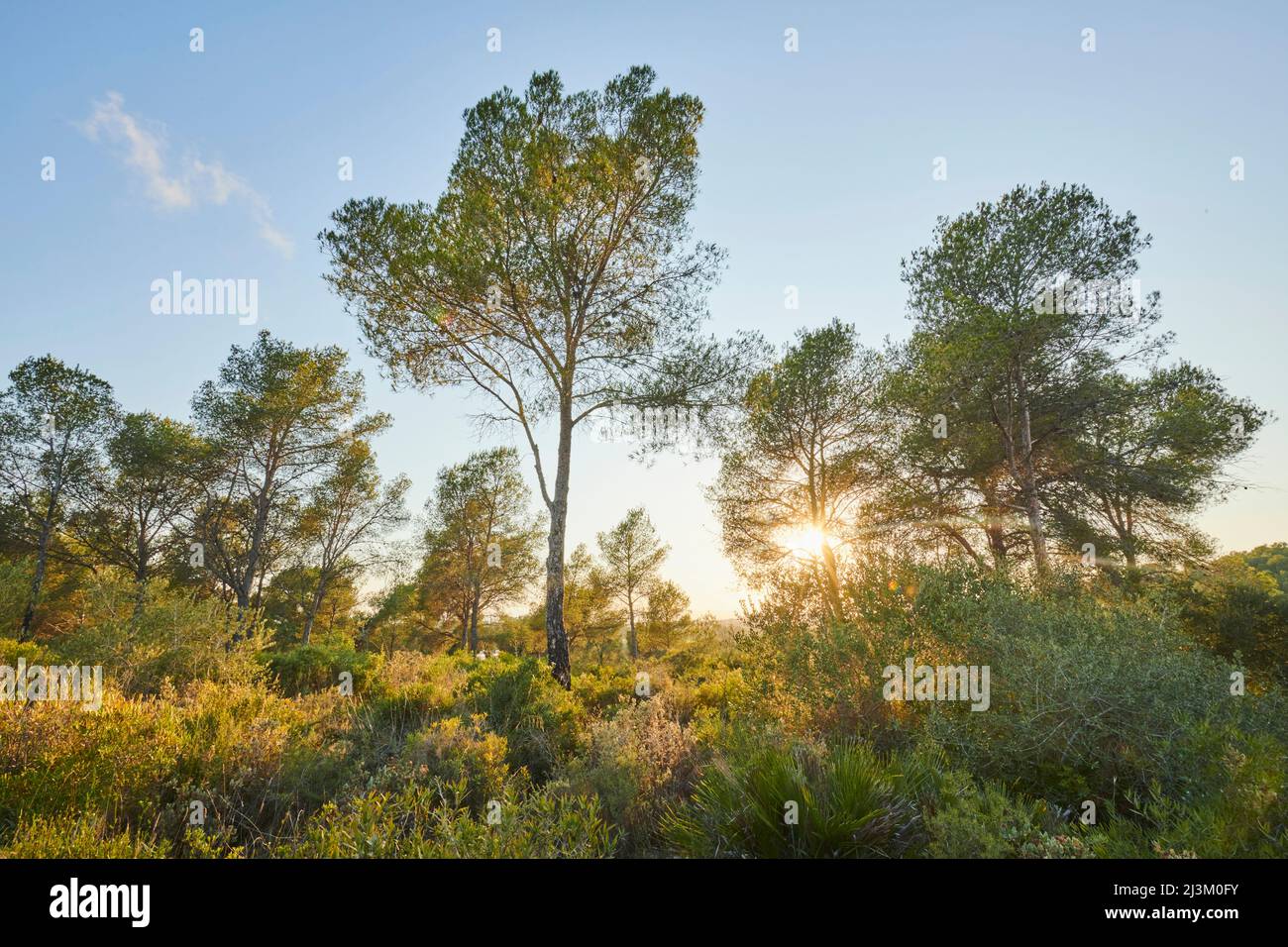 Austrian pine or black pine (Pinus nigra) trees at sunset; Catalonia, Spain Stock Photo