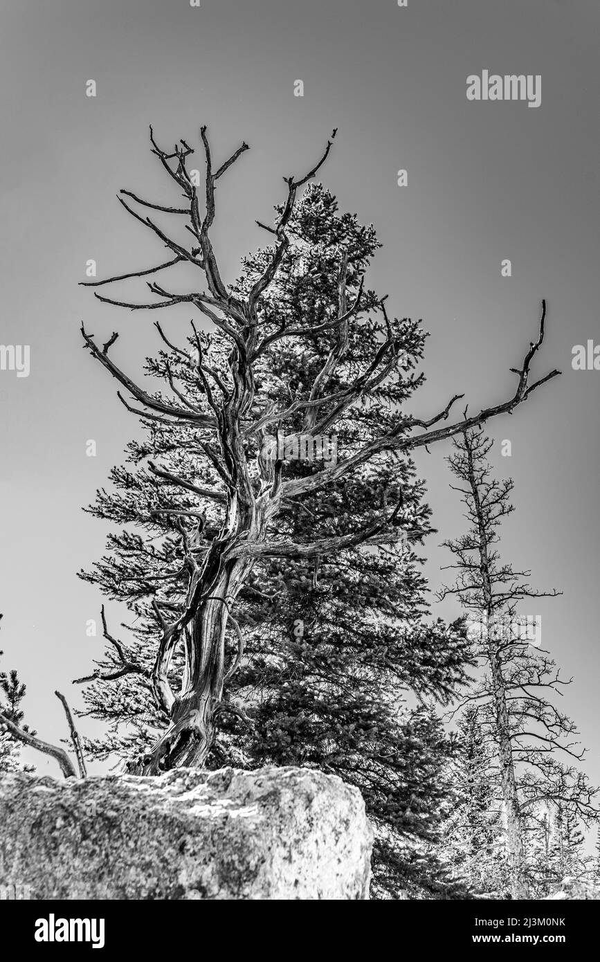 Dead tree in a forest, Rocky Mountain National Park; Colorado, United