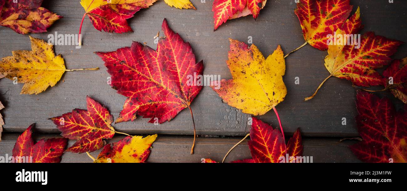 Fallen autumn coloured maple leaves on a brown deck board; Quebec, Canada Stock Photo