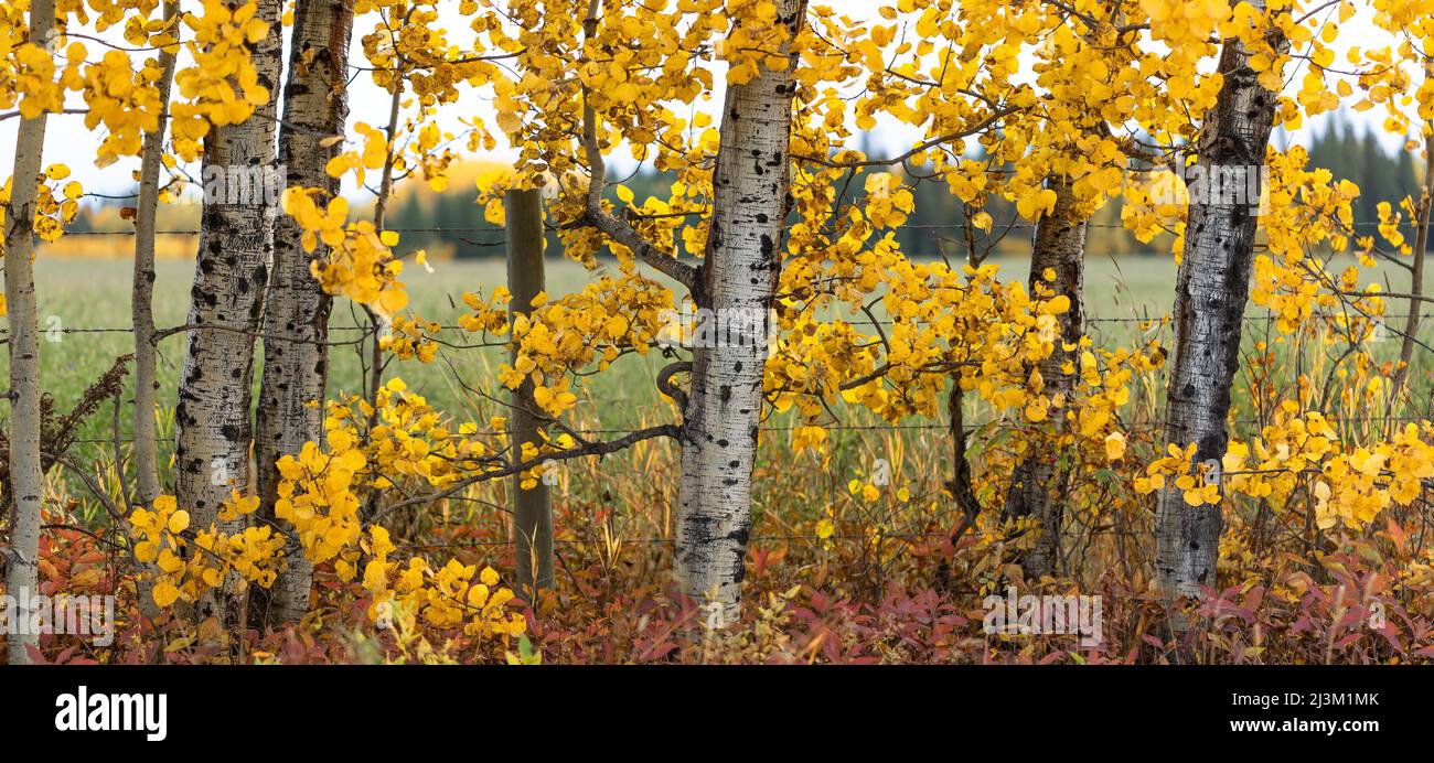Autumn coloured foliage on aspens along a field with barbed wire fence; British Columbia, Canada Stock Photo