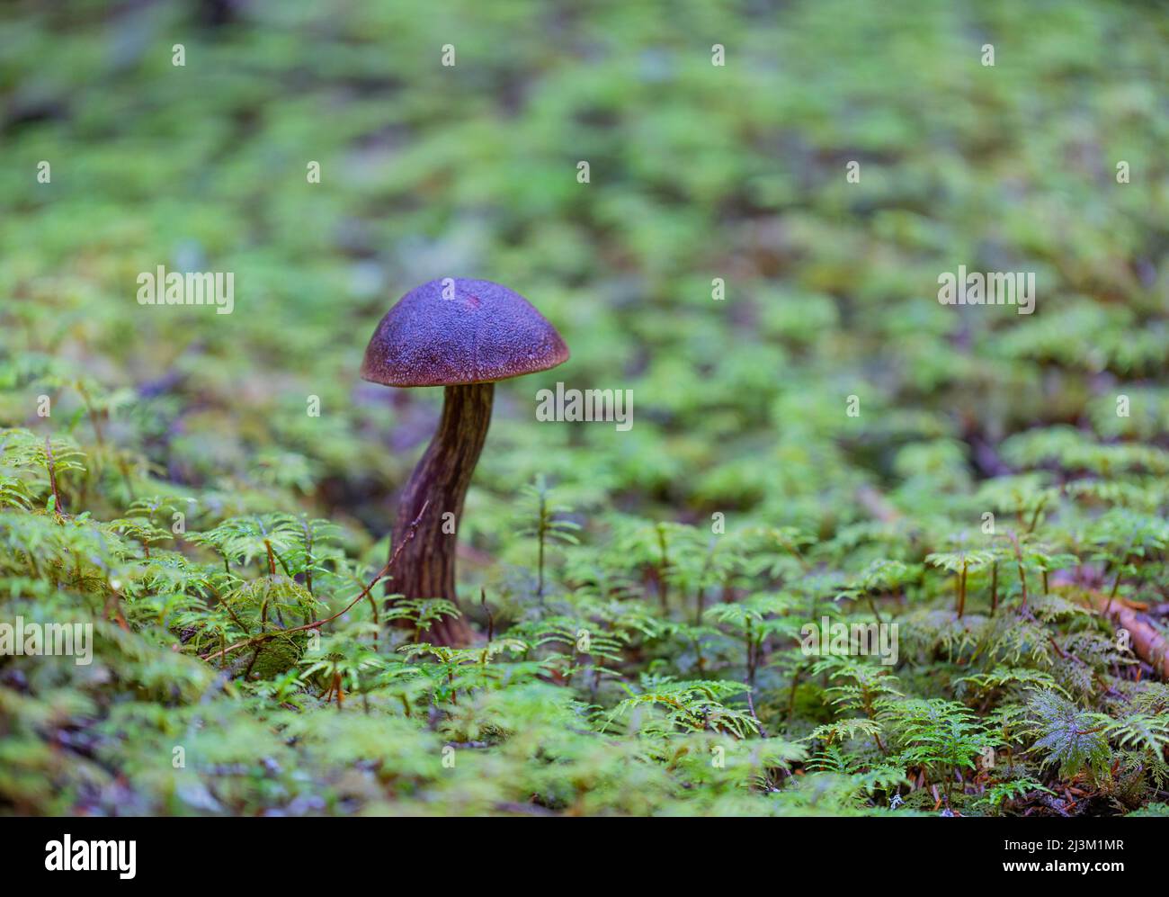 One mushroom growing in green foliage on the ground; British Columbia, Canada Stock Photo