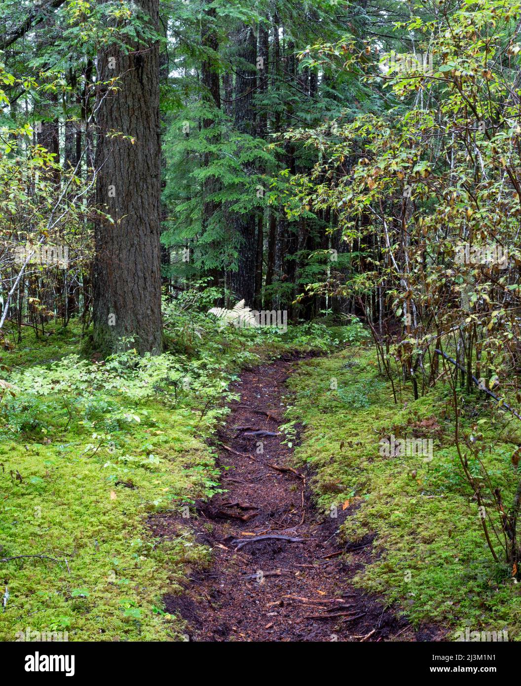Exposed root trail hi-res stock photography and images - Alamy