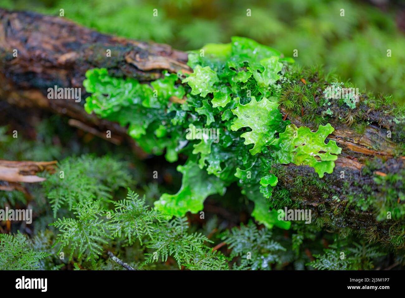 Close-up of foliage growing from dead wood on the forest floor; British Columbia, Canada Stock Photo