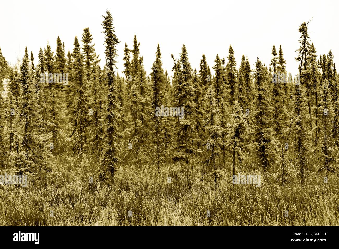 Landscape of a dense forest of evergreen trees and a tall grasses in the foreground, viewed along Highway 97 in BC, Canada; British Columbia, Canada Stock Photo