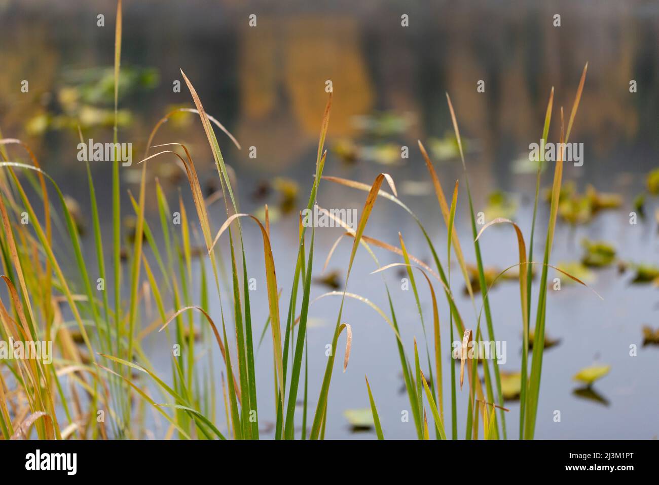 Close-up detail of blades of grass turning into autumn colours in the foreground and a lake with aquatic plants in the background Stock Photo