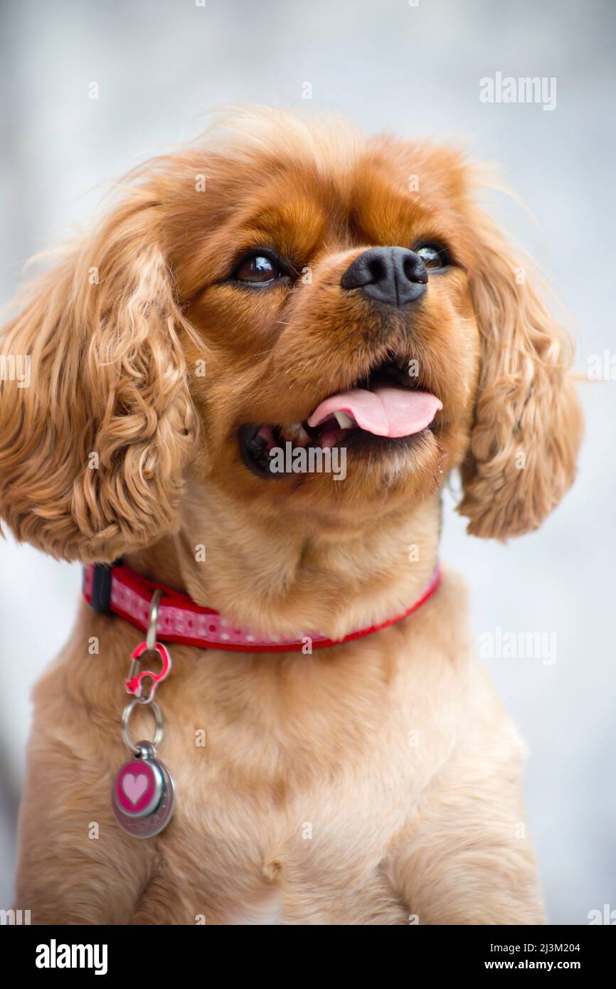 Close-up portrait of a Cavalier King Charles Spaniel with pink collar and tag; Kahului, Maui, Hawaii, United States of America Stock Photo