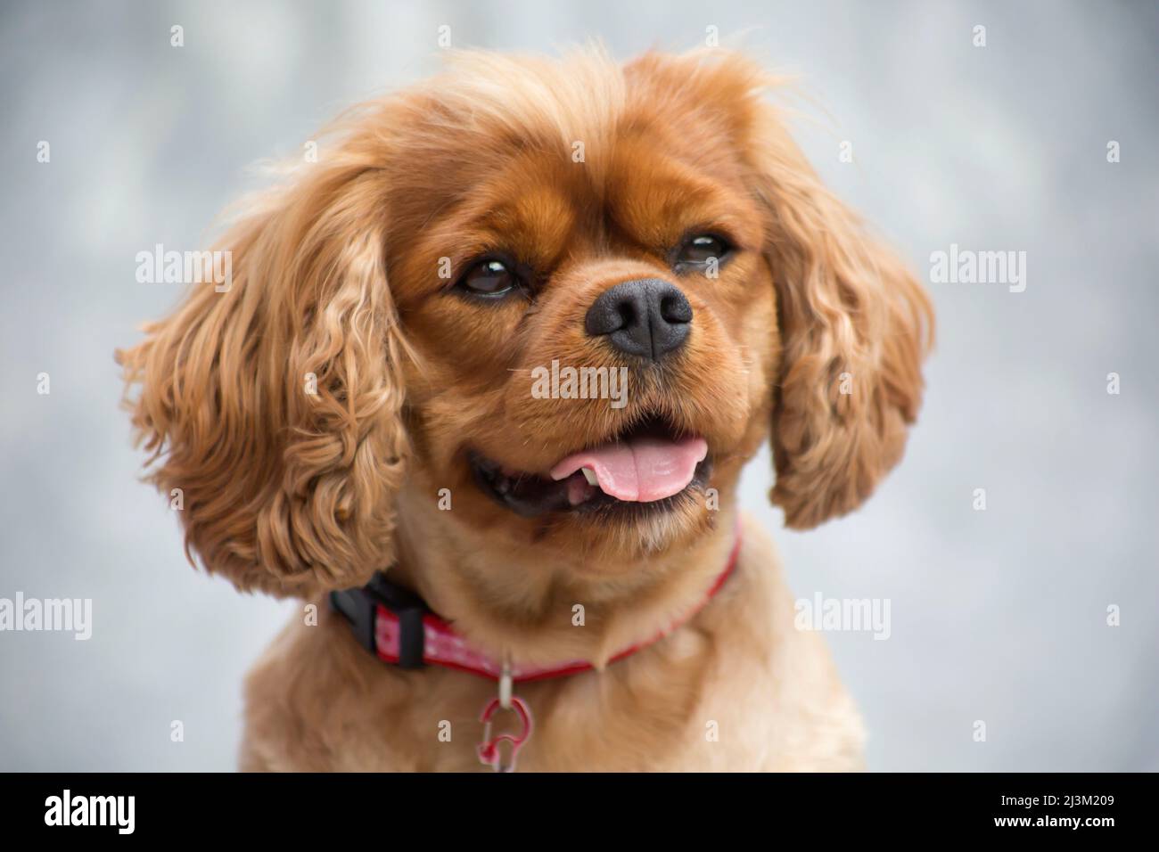 Close-up portrait of a Cavalier King Charles Spaniel with pink collar ...