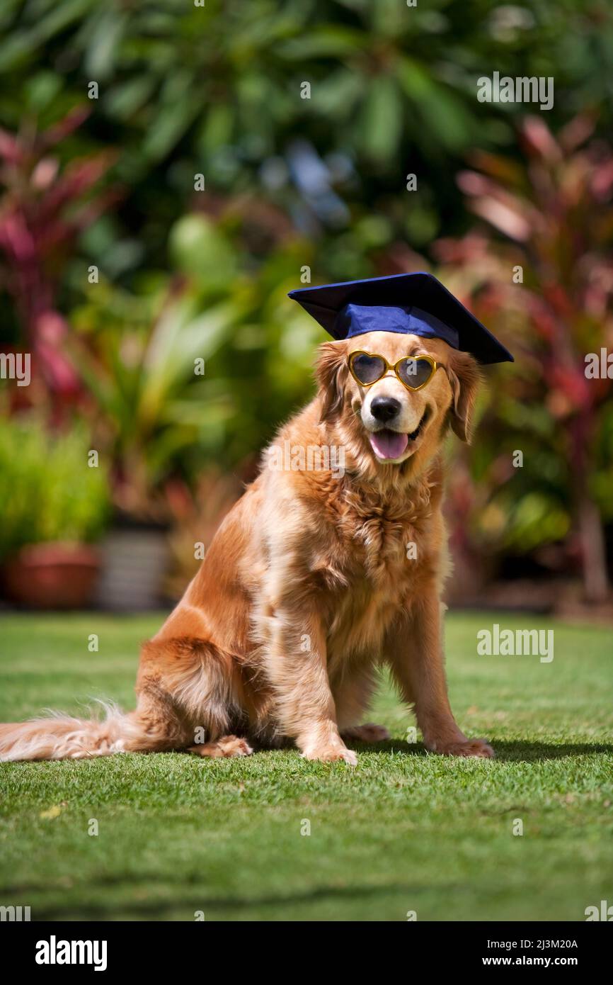 Golden retriever cap top