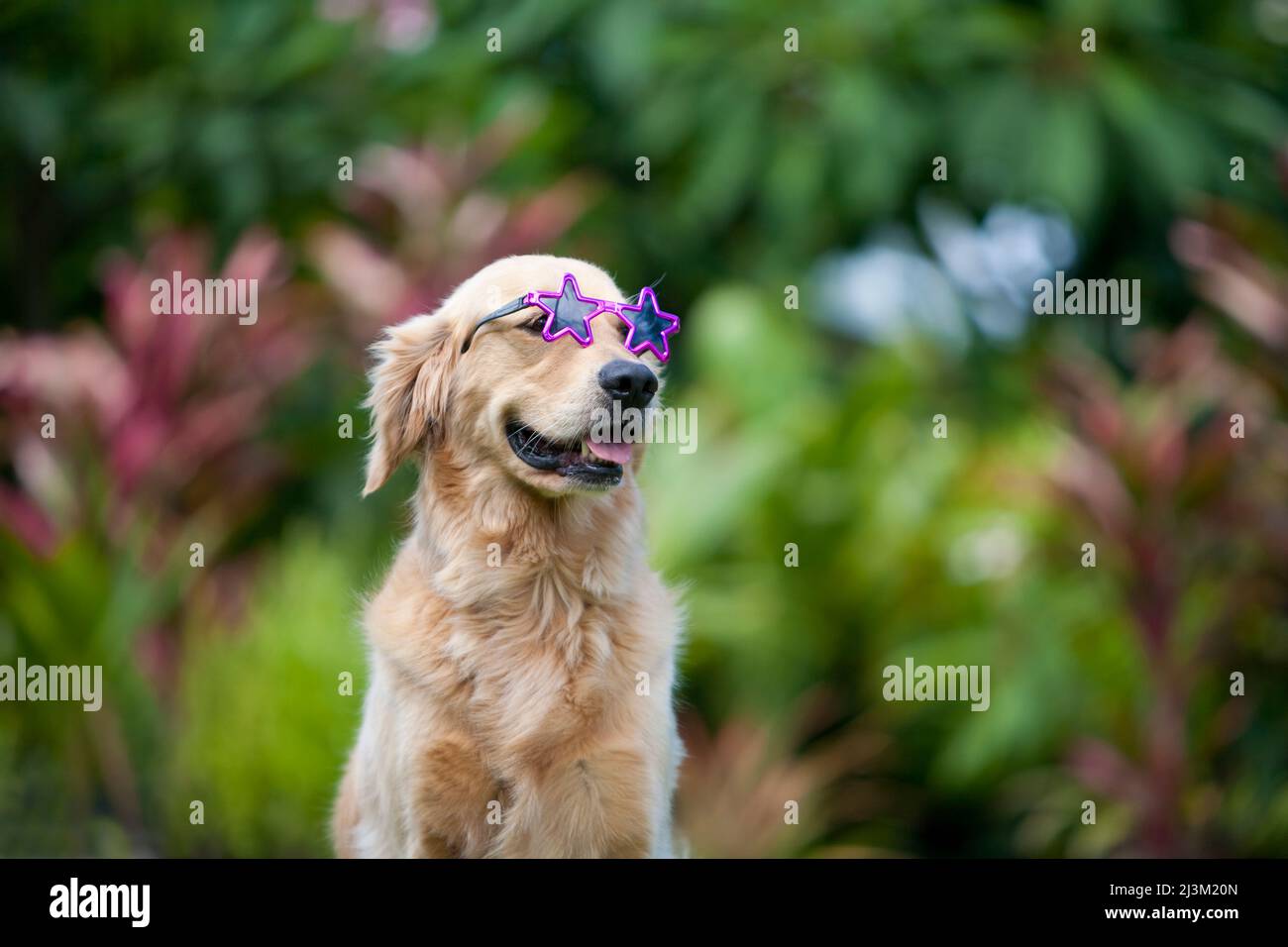 Golden retriever 2025 wearing sunglasses