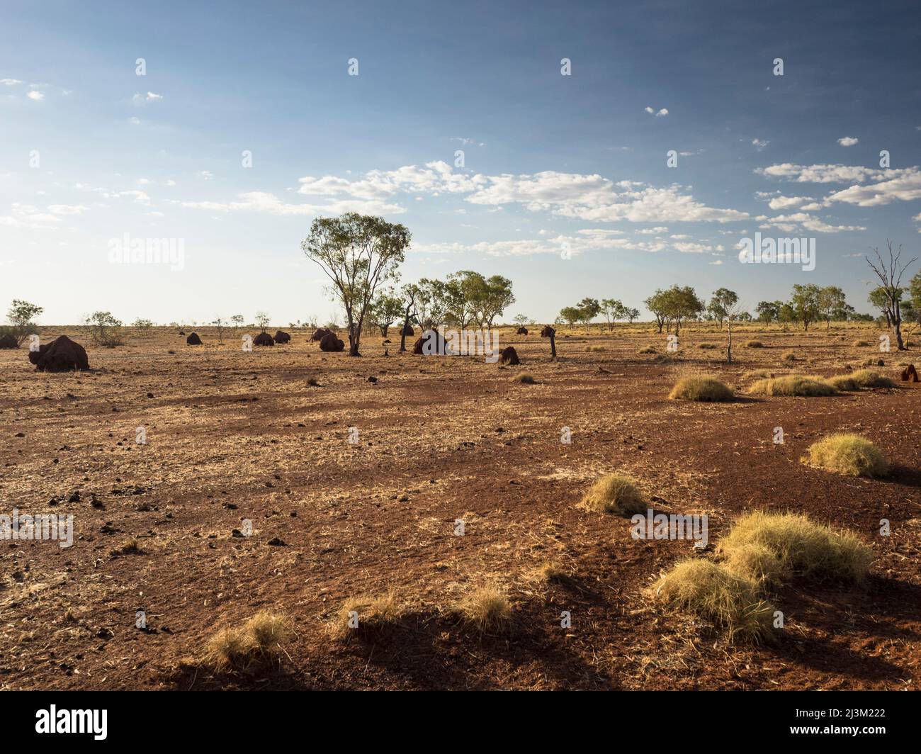 Spinifex, termite mounds and red dirt, Larrawa Station, KImberley Stock Photo
