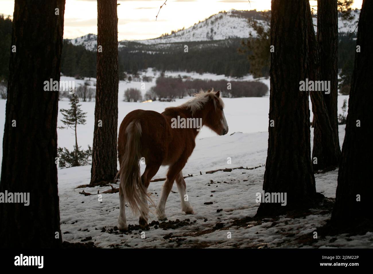 Wild horse struggles to find food in the snow packed mountains, Ochoco National Forest; Prineville, Oregon, United States of America Stock Photo
