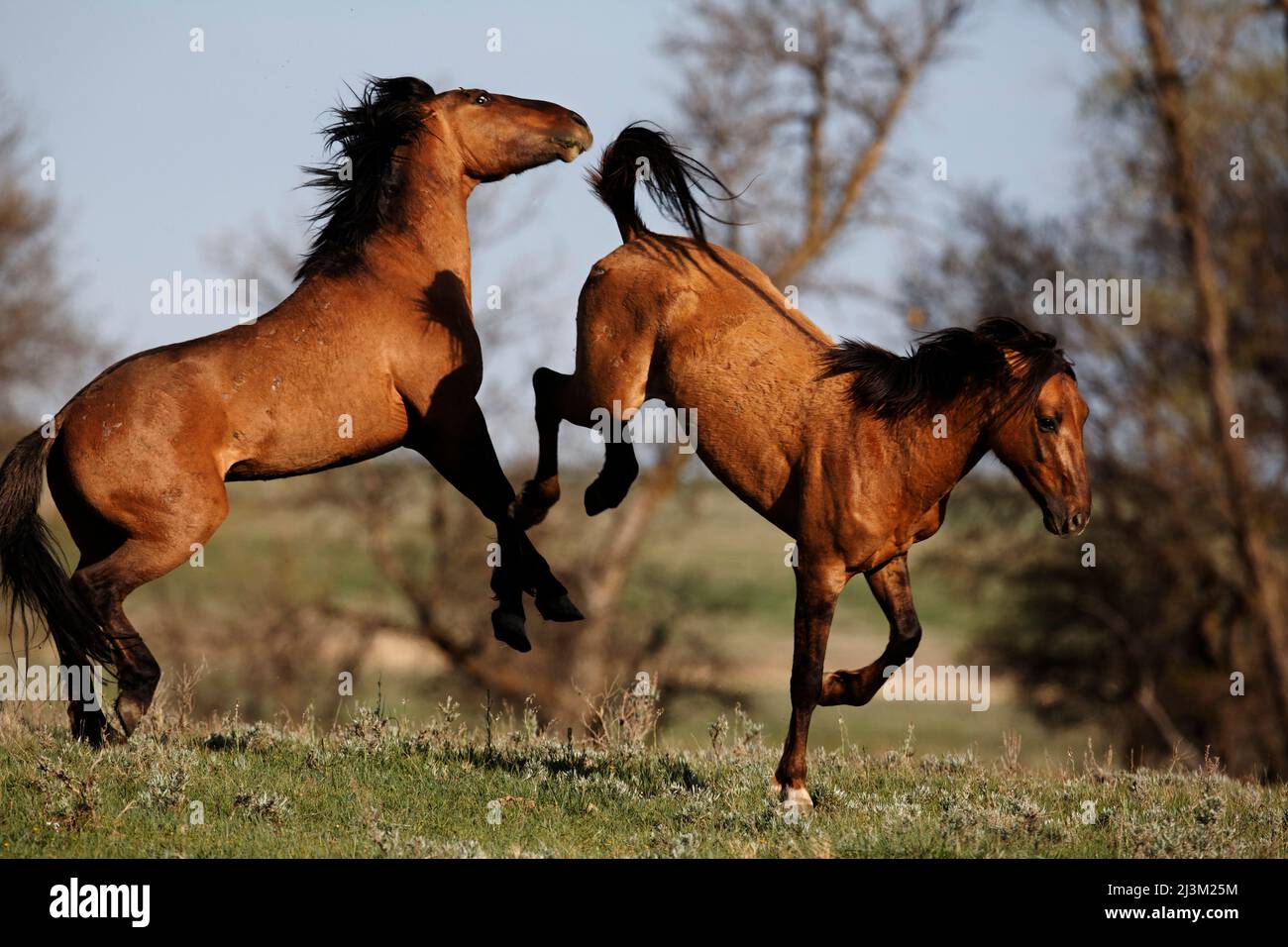 Stallions battle for mares during the foaling season; Lantry, South Dakota, United States of America Stock Photo