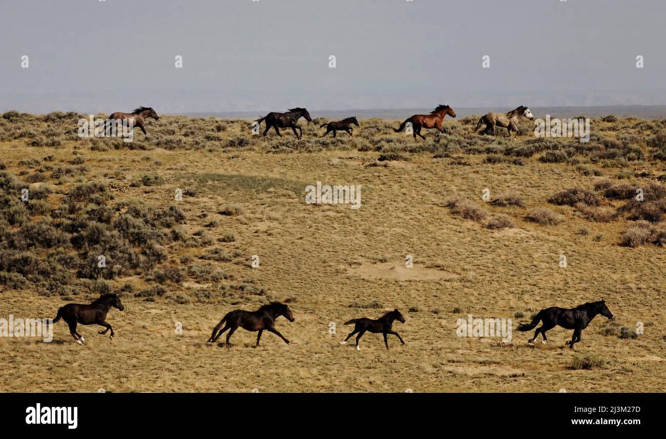 Harras of wild horses running on a field, Bureau of Land Management rounding up wild horses using helicopters Stock Photo