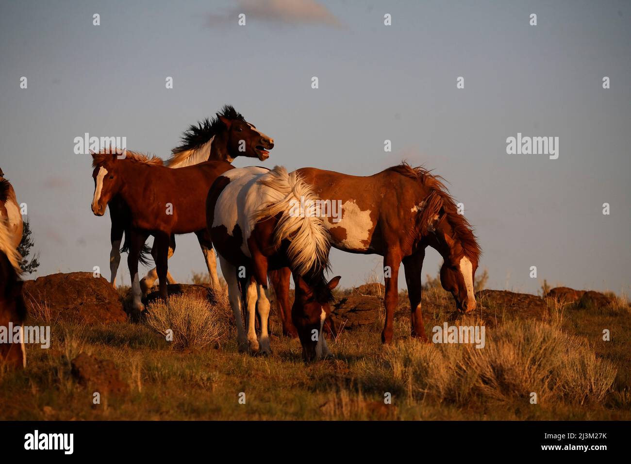 Protected wild horses vying for the opportunity to steal a mare, grazing at sunset; Frenchglen, Oregon, United States of America Stock Photo