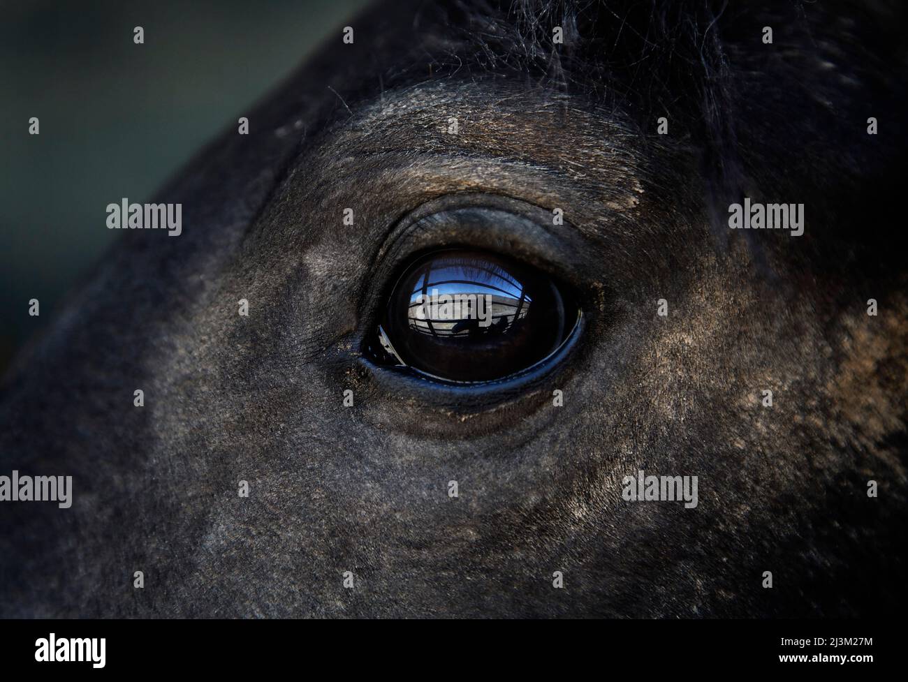 Reflection of cowboy in horse's eye, a captured wild horse eyes his surroundings after capture; Winnemucca, Nevada, United States of America Stock Photo