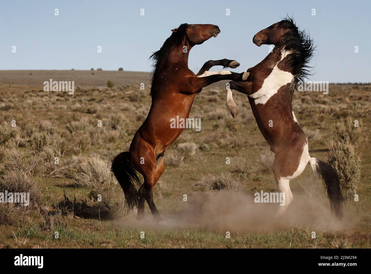 Stud challenging a paint stallion as they moved toward a water hole