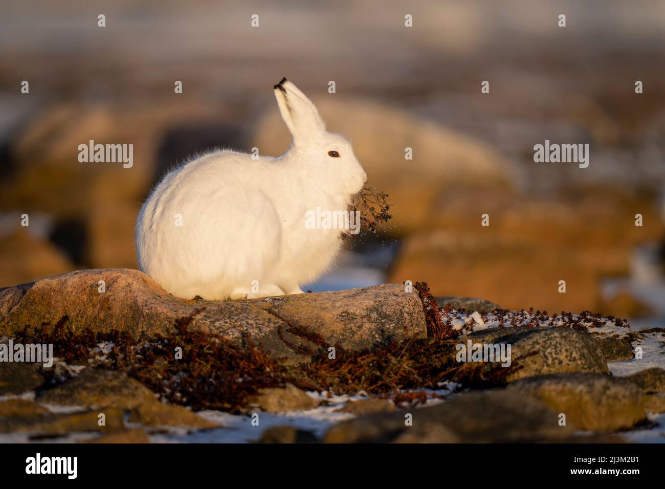 Arctic hare (Lepus arcticus) eats plant on rocky tundra; Arviat