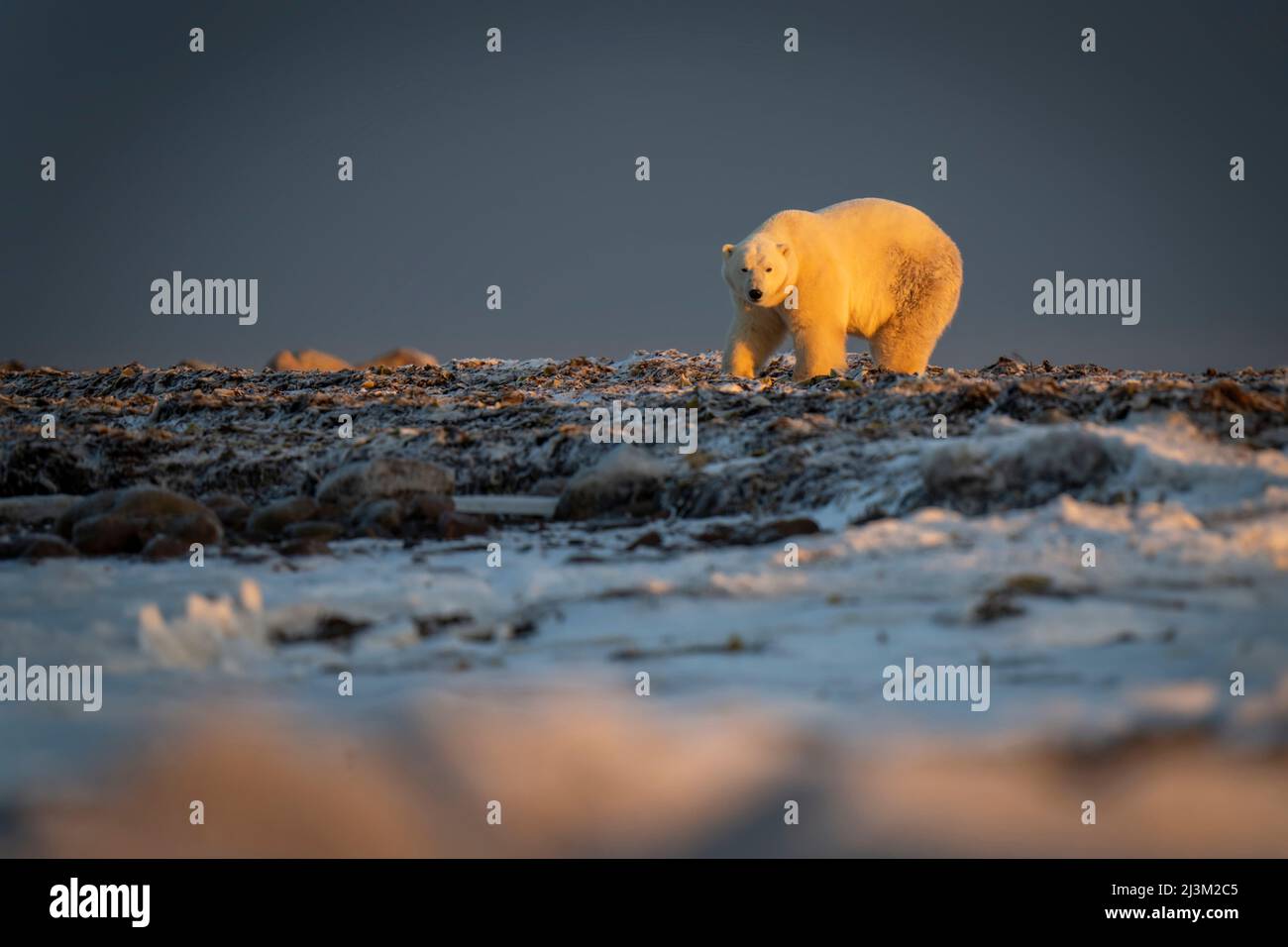 Polar bear (Ursus maritimus) standing at sunset on tundra; Arviat, Nunavut, Canada Stock Photo