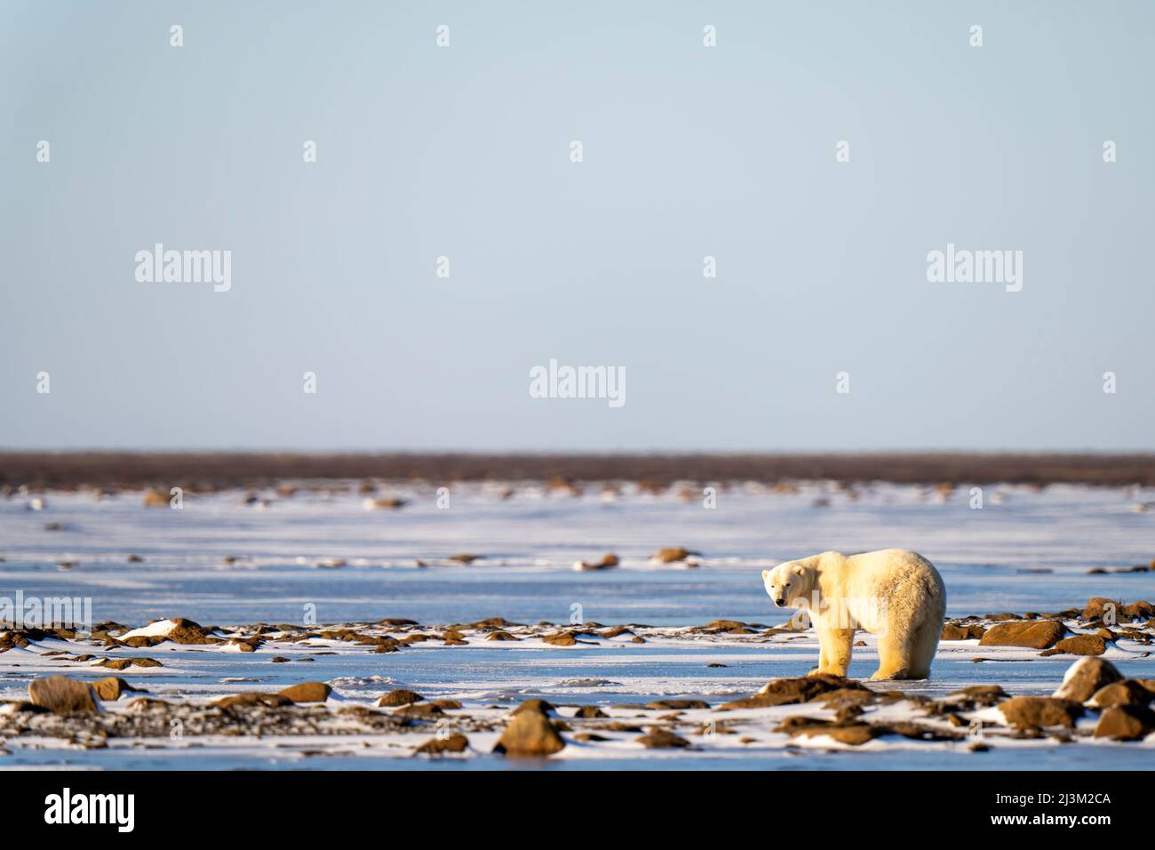 Polar bear (Ursus maritimus) stands amid snow and rocks; Arviat, Nunavut, Canada Stock Photo