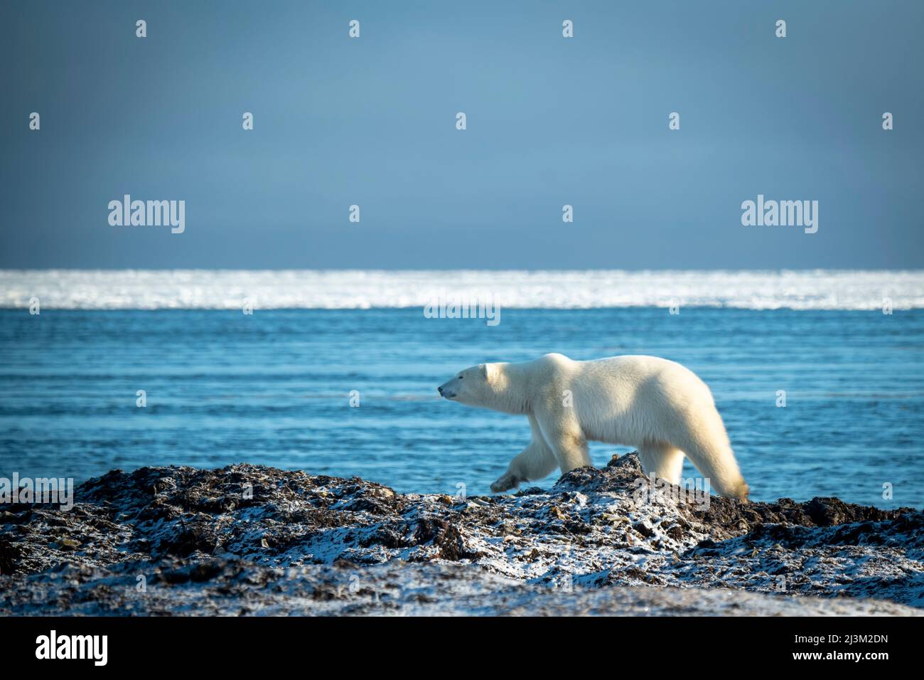 Polar bear (Ursus maritimus) walks along shoreline lifting paw; Arviat, Nunavut, Canada Stock Photo