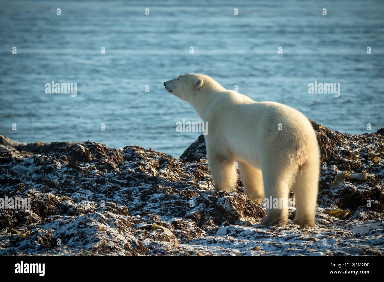 Polar bear (Ursus maritimus) stands looking out to sea; Arviat, Nunavut, Canada Stock Photo